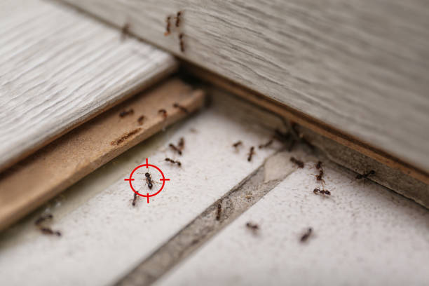 Best Cockroach Control Services  in Woodlawn Beach, FL