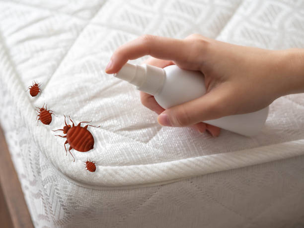 Best Insect Control  in Woodlawn Beach, FL